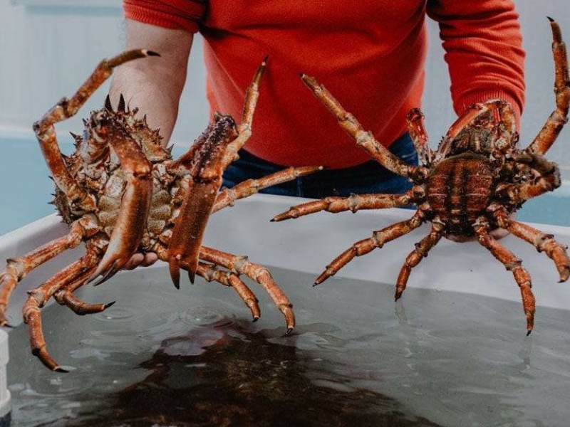 Fiesta centollo de ogrove 2025 bosquemar fiesta marisco o grove 2020 2